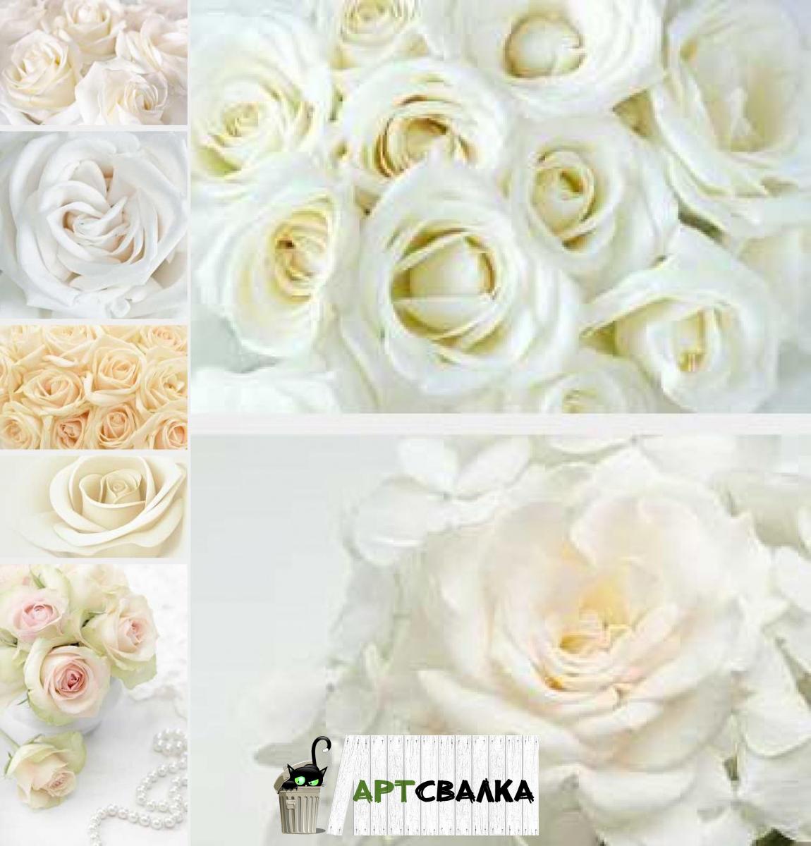 Белые розы | White roses